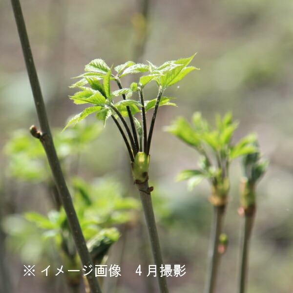 (5ポット)コシアブラ　9〜10.5cmポット苗5ポットセット　 樹高20〜30cｍ/山菜苗/漉油/...