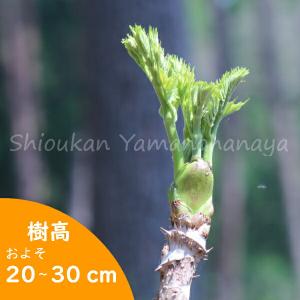 北海道産天然たらの木乾燥５キロ タラの芽 苗 【山菜 タラの木】 ポット苗 : 苗木の専門店 グリーンでGO