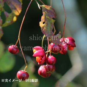 ツリバナマユミ 落葉樹の植木 庭木 の商品一覧 苗木 植木 花 ガーデニング 通販 Yahoo ショッピング