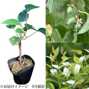 クリスマスローズ 花 苗 春 冬 ヘレボルス チベタヌス 鉢植え 2年生