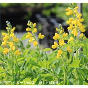 (5ポット)黄花センダイハギ　9cmポット苗5ポットセット　 山野草/耐寒性多年草/※5/18葉が展開中｜紫桜館 山の花屋