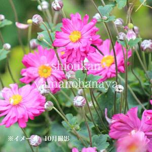 フタバアオイ 9cmポット苗 山野草/耐寒性多年草/二葉葵/カンアオイ/再