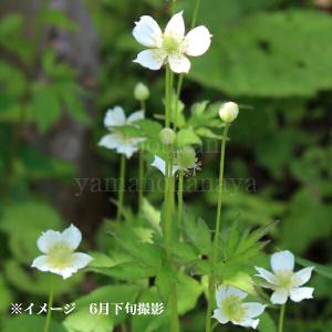 5ポット)八重咲きイチリンソウ 10.5cmポット苗5ポットセット 2-3芽植え