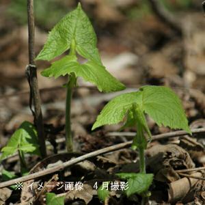 ボウナ 10.5cmポット苗 山菜苗/耐寒性多年草/イヌドウナ/※6/29葉が