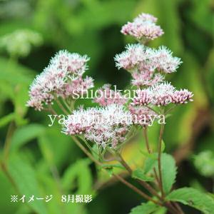 多肉植物 アガベ 王妃笹の雪 B型 2.5号ポット苗 : やましち山野草店