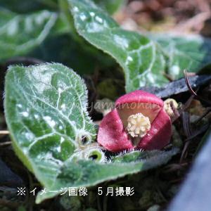 フタバアオイ 9cmポット苗 山野草/耐寒性多年草/二葉葵/カンアオイ/再