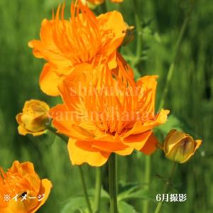 木曜日まで！値下げ！濃グリーンリップ♪2本植え⭐クリスマスローズ、大苗、開花株 予約販売 クリスマスローズ苗 グリーンリップ・利休系 12cmポット 送料
