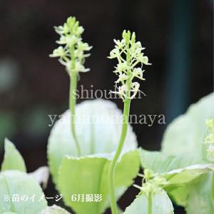 コーデックス：メキシコ亀甲竜 ディオスコレア マクロスタチア*塊幅