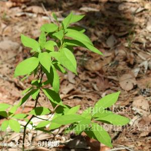 クロモジ（黒文字）樹高1.5m前後 露地苗 低木 落葉樹 : ガーデンタウン