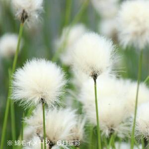 アルブカ フミリス 9〜10.5cmポット苗 宿根草/耐寒性多年草/新商品