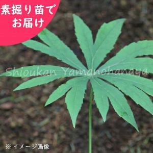 (5株)ヤブレガサ　素掘り苗5株　 山野草/山菜苗/破傘/※入荷済み 日時指定は3月16日まで可能