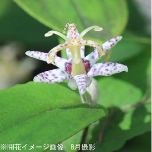 (100ポット)ヤマジノホトトギス　9〜10.5cmポット苗100ポットセット　 山野草/山路杜鵑草/※6/29葉が展開中