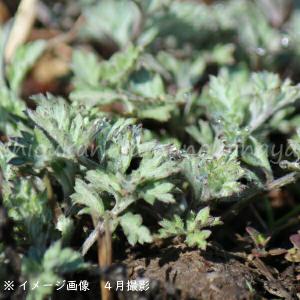 (100ポット)ヨモギ　9〜10.5cmポット苗100ポットセット　 山菜苗/耐寒性多年草/蓬/※5/9葉が展開中
