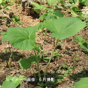 (100ポット)ヤマフキ　10.5cmポット苗100ポットセット　 山菜苗/耐寒性多年草/山蕗/※5/9葉が展開中