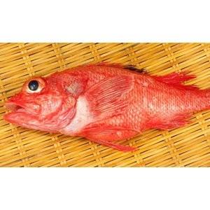 sk231(鮮魚)純粋知床産生きんき1尾550〜590g キンキ 魚 【東海より西は冷凍発送(コロナの影響)】＜水産物応援商品＞