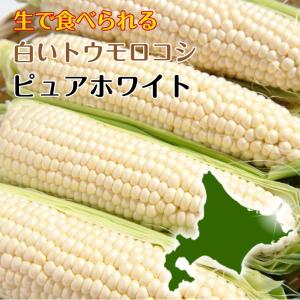 北海道知床産生で食べられる 白いトウモロコシ　ピュアホワイト Lサイズ10本入り 発送は農家が判断して出荷　指定日不可 届け日決まりましたらご連絡します
