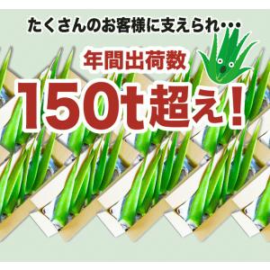 アロエベラ 食用 生葉 2〜2.5kg 沖縄・...の詳細画像2