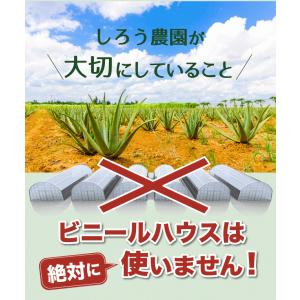 アロエベラ 食用 生葉 2〜2.5kg 沖縄・...の詳細画像4