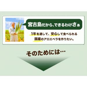 アロエベラ 食用 生葉 2〜2.5kg 沖縄・...の詳細画像5