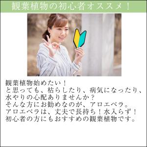 アロエベラ 苗 2株 沖縄・宮古島産|有機JA...の詳細画像1