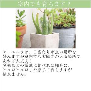 アロエベラ 苗 2株 沖縄・宮古島産|有機JA...の詳細画像2