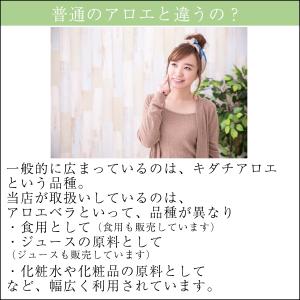 アロエベラ 苗 2株 沖縄・宮古島産|有機JA...の詳細画像3