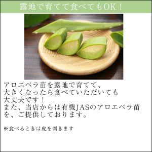 アロエベラ 苗 2株 沖縄・宮古島産|有機JA...の詳細画像4
