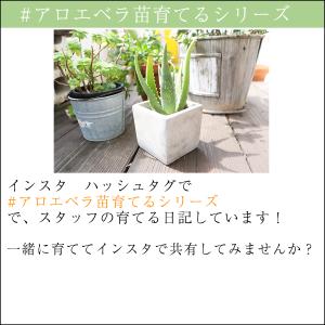 アロエベラ 苗 2株 沖縄・宮古島産|有機JA...の詳細画像5