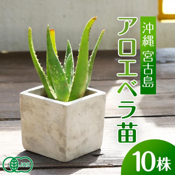 アロエベラ 苗 10株 沖縄・宮古島産｜有機JAS 観葉植物 ガーデニング 園芸