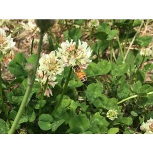はちみつ 国産 和歌山県産1.2kgの詳細画像1