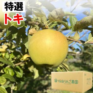 特選 無袋栽培トキ 青森産りんご 中玉（約5kg）無化学肥料 桜庭りんご農園 直送につき代引・同梱不可 2024年10月上旬より発送予定｜shizenkan