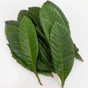 生ビワの葉(1束(約150g)) クール便発送...の詳細画像1