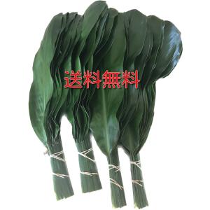 沖縄産　石垣島産　ティリーフ　ティーリーフ　ティ・リーフ　ティー・リーフ　Ｔリーフ　ティ　キィ　フレッシュ５０枚　生葉５０枚　ハワイ　ハワイアン