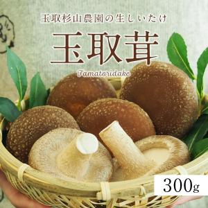 玉取杉山農園の生しいたけ「玉取茸」300gパック