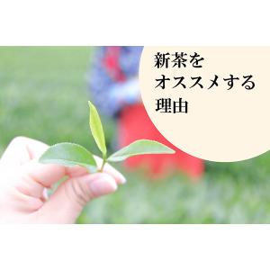 お茶 緑茶 新茶 静岡新茶 丸子わせ 30g ...の詳細画像4