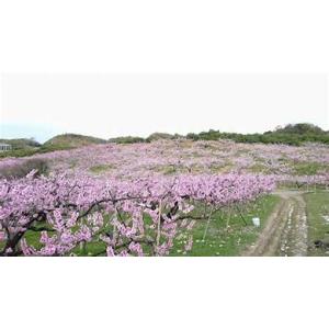 大阪府岸和田市 かねちかの桃 1箱の詳細画像3