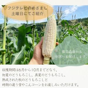 【予約販売】とうもろこし 訳あり 雪やこんコー...の詳細画像1