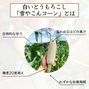 【予約販売】とうもろこし 訳あり 雪やこんコー...の詳細画像2