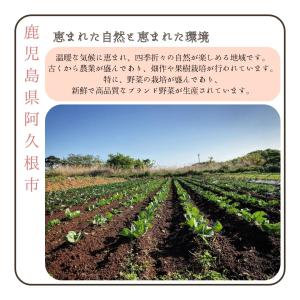【予約販売】とうもろこし 訳あり 雪やこんコー...の詳細画像3