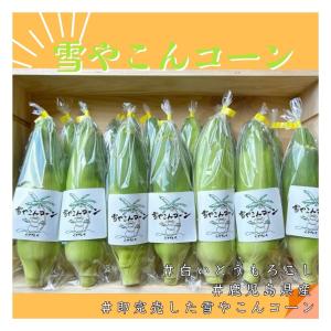 【予約販売】とうもろこし 訳あり 雪やこんコー...の詳細画像5