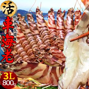 車海老 活き［予約12月］特大3L 300g(5-6尾) 車えび 生きたまま発送 生