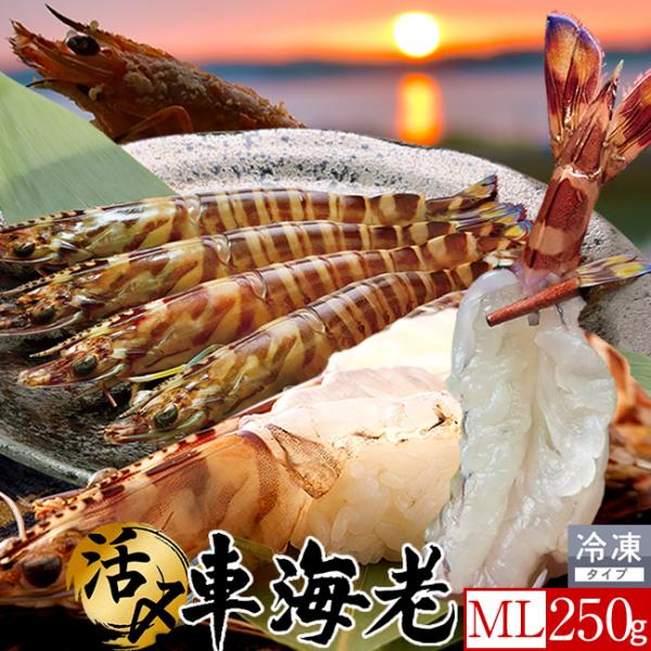 車海老 天草 冷凍 活き〆 ML 250g[8-12尾] 車エビ 刺身用 フライ 焼きえび 本場熊本...