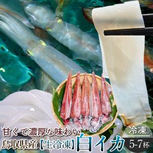 いか 白イカ 生冷凍500g［5-7杯］鳥取県産 剣先イカ ケ...