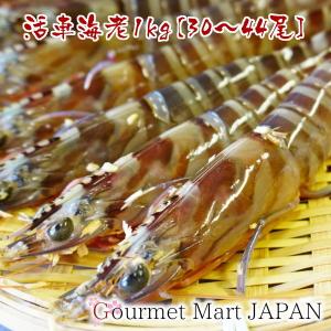 車海老 刺身 熊本県 天草産 活車海老1kg(30〜44尾) 中サイズ