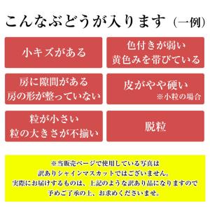 訳あり シャインマスカット 約5kg 7〜12...の詳細画像3