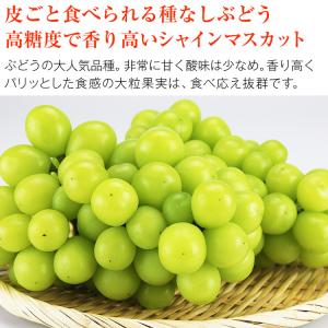 訳あり シャインマスカット 約5kg 7〜12...の詳細画像4