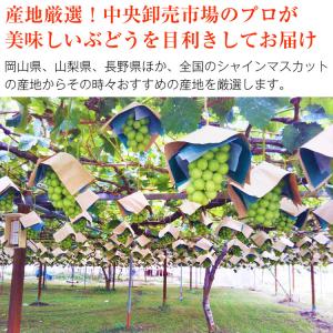 訳あり シャインマスカット 約5kg 7〜12...の詳細画像5