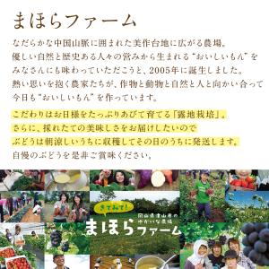 ニューピオーネ 種無し ピオーネ 2房 約1k...の詳細画像4