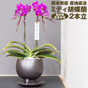 胡蝶蘭 ミディ 2本立 (鉢も付属) 花の色おまかせ 鉢 光芒 月 産地直送 熊本県産 なかがわ農園 五蘭塾 洋蘭 ラン 洋ラン 花 常温便｜shokutatsu