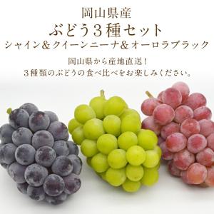 ぶどう 食べ比べ シャインマスカット オーロラ...の詳細画像3